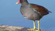 Wasserhuhn (Teichhuhnvogel) Wasserhuhn (Teichhuhnvogel)