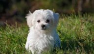 Wie heißt der kleine Bär Ideen und Tipps für kleine Küchen