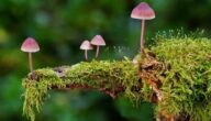 Wie heißt ein kleiner Arsch Arten von Scouting-Aktivitäten
