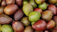 Wie man Avocados anbaut Wie man Avocados anbaut