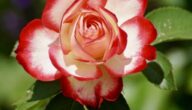 Wie man Blumen tropft So schließen Sie einen Chat auf Facebook
