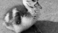 Wie man Gänsehaut behandelt Wie man Gänsehaut behandelt