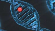 Wie viele Chromosomen hat ein Maultier Wie viele Chromosomen hat ein Maultier