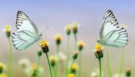 Wo leben Schmetterlinge Wo leben Schmetterlinge