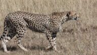 Wo lebt der Gepard Wo lebt der Gepard