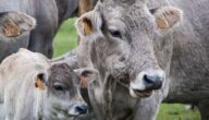 Zuchtgänse Die Vorteile von Zimt mit Milch