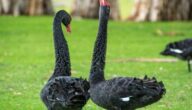 Gänsehaut loswerden Gänsehaut loswerden
