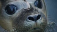 Was ist Schiffskraftstoff Was ist Schiffskraftstoff