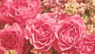 Was ist Valentinstag Was ist Valentinstag