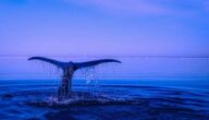 Was sind die Vorteile von Rosenwasser Was sind die Vorteile von Rosenwasser