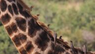 Was sind symbiotische Pilze Was sind symbiotische Pilze