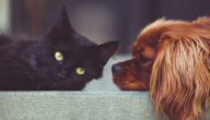 Das Konzept der Freundschaft für Kinder Das Konzept der Freundschaft für Kinder