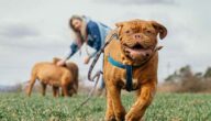 Der psychologische Ursprung des Rauchprozesses Der psychologische Ursprung des Rauchprozesses