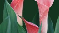 Der Unterschied zwischen Rosenwasser und Blütenwasser Der Unterschied zwischen Rosenwasser und Blütenwasser