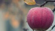 Die Früchte, sozial Gutes zu tun Die Früchte, sozial Gutes zu tun