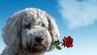 Die Geschichte des Valentinstags Die Geschichte des Valentinstags