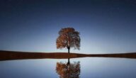 Die Vorteile des Trinkens von Rosenwasser für den Magen Die Vorteile des Trinkens von Rosenwasser für den Magen