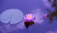 Die Vorteile des Trinkens von Rosenwasser für den Körper Die Vorteile des Trinkens von Rosenwasser für den Körper
