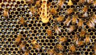 Die Vorteile von Bienenhonig für das Gesicht Die Vorteile von Bienenhonig für das Gesicht