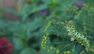 Die Vorteile von Dill und Fenchelsamen Die Vorteile von Dill und Fenchelsamen