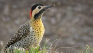 Die Vorteile von Gelee Royale und Pollen mit Honig Die Vorteile von Gelee Royale und Pollen mit Honig