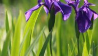 Die Vorteile von Hirschmoschus Die Vorteile von Hirschmoschus