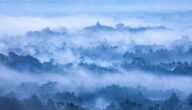 Die Vorteile von javanischem Weihrauch Die Vorteile von javanischem Weihrauch