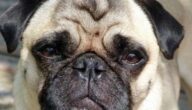 Die Vorteile von Mops Die Vorteile von Mops