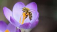Die Vorteile von Pollen Die Vorteile von Pollen