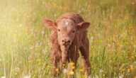 Die Vorteile von Rindfleisch Die Vorteile von Rindfleisch
