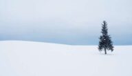 Die Vorteile von Thymian für das Gedächtnis Die Vorteile von Thymian für das Gedächtnis