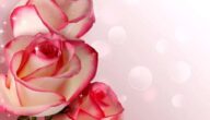 Geburtstagsgeschenke für Männer Geburtstagsgeschenke für Männer