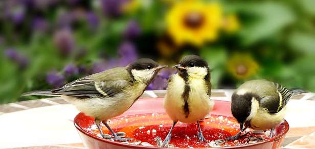 Gesund ernähren: Besser essen ist teurer Gesund ernähren: Besser essen ist teurer