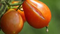 Gründe für eine frühe Heirat Gründe für eine frühe Heirat