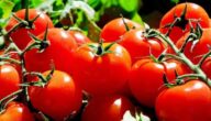 Laktosefreie Lebensmittel Arabische kaffeeproduzierende Länder