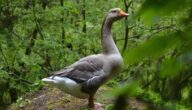 Mangel an Kreatin im Körper Der Zwillingsfötus bildete sich im fünften Monat