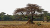 Safari in Sambia: Afrika pur Safari in Sambia: Afrika pur