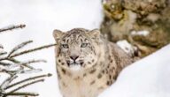 Schnee-Fitness: Wintersportarten im Test Schnee-Fitness: Wintersportarten im Test