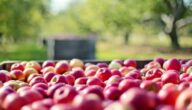 Spezifikationen für sicheres Trinkwasser gemäß der Weltgesundheitsorganisation Erforschung der Bewohner der landwirtschaftlichen Umwelt