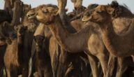Staatsangehörigkeitsgesetz der VAE Kuwaitischer Nationalfeiertag
