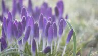 Suche nach früher Heirat Suche nach früher Heirat