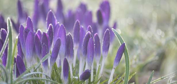 Suche nach früher Heirat Suche nach früher Heirat