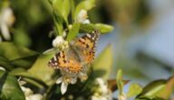 Ursachen der Dorfmigration Ursachen der Dorfmigration