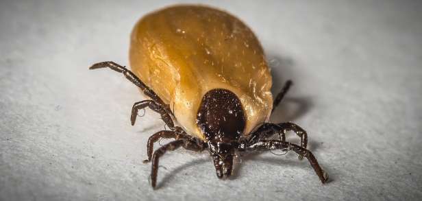 Virale Meningitis Virale Meningitis