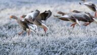 Wann endet der Winter Wann endet der Winter