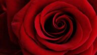 Wann ist Valentinstag Wann ist Valentinstag