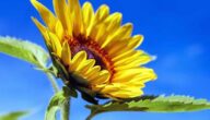 Warum wir den Sommer lieben Warum wir den Sommer lieben