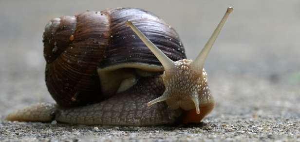 Wie man Husten und Schleim loswird Wie man Husten und Schleim loswird