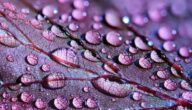 Wie man Rosenwasser macht Wie man Rosenwasser macht