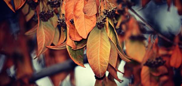 Wie man trockenen Hals loswird Wie man trockenen Hals loswird